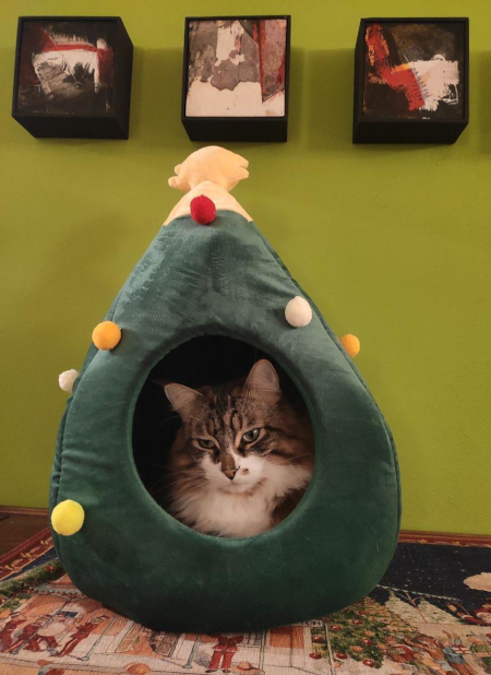 an unrelated image of a festive cat