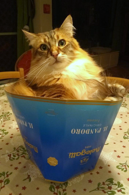 another unrelated image of a festive cat